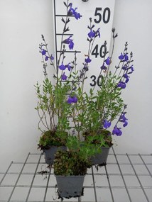 Salvia lycioides - pot 9x9 cm -