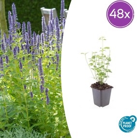 Agastache 'Black Adder' - 20cm