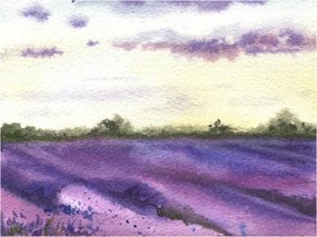 Ilustratie Watercolor lavender field, hand drawn Provencal, Elena Dorosh, (40 x 30 cm)