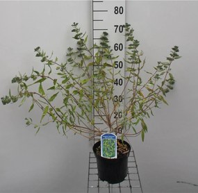 Caryopteris x clandonensis 'Worcester Gold' - pot - 30-40 cm