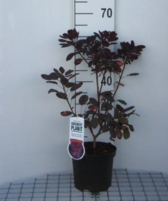 Cotinus coggygria 'Royal Purple' - pot - 40-60 cm