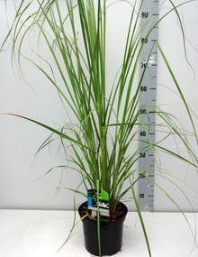 Cortaderia selloana 'Rosea' - pot 3L -