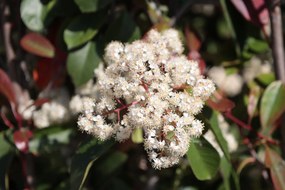 Photinia x fraseri 'Red Robin' - pot 30L - halfstam boom