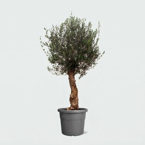 Olijfboom Olea Europaea Bonsai - 200cm / stamomtrek 45-60cm