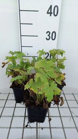 Delphinium 'Magic Fountains Dark Blue White Bee' - pot 9x9 cm
