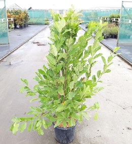 Magnolia x loebneri 'Leonard Messel' - pot 15L - 125-150 cm