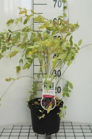Lespedeza thunbergii - pot - 40-50 cm