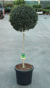 Ligustrum delavayanum - pot 30L - halfstam boom