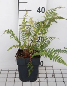 Polystichum setiferum - pot 2L