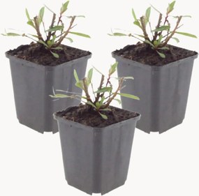 Planten Beeblossom Gaura lindheimeri Whirling Butterflies, 3-delig