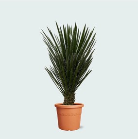 Yucca Filifera - 130 cm