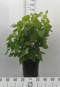 Hydrangea arborescens'Annabelle'- pot 10L - 60-80 cm