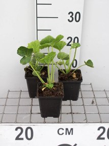 Alcea rosea 'Nigra' - pot 9x9 cm -