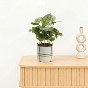 Bambino Coffea Arabica - 15cm