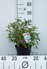 Rhododendron 'Dora Amateis' - pot - 25-30 cm