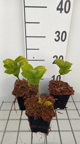 Polygonatum commutatum - pot 9x9 cm