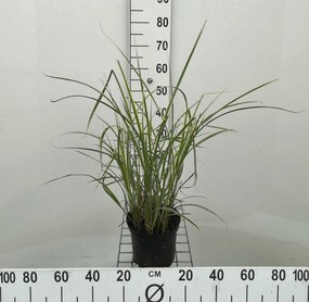 Miscanthus sinensis 'Variegatus' - pot 3L