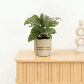 Bambino Calathea Freddie - 15cm