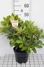 Rhododendron 'Golden Torch' - pot - 25-30 cm