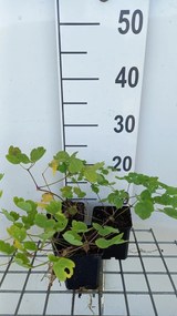 Thalictrum 'Elin' - pot 9x9 cm