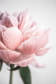 Foto Peony 3, Mareike Böhmer