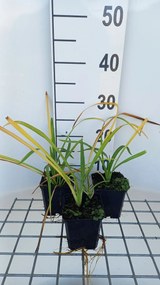 Hemerocallis 'Purple Waters' - pot 9x9 cm