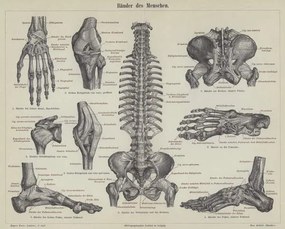 Kunstreproductie Ligaments of the human body, German School,