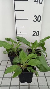 Salvia pratensis 'Sky Dance' - pot 9x9 cm