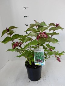 Leycesteria formosa - pot - 40-50 cm