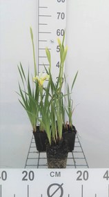 Iris sibirica 'Butter and Sugar' - pot 9x9 cm -
