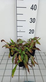 Buphthalmum salicifolium - pot 9x9 cm