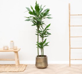 Dracaena Janet Lind XL - 160cm