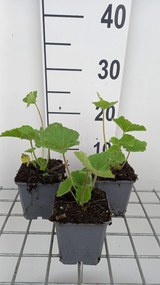 Alcea rosea 'Charters Purple' - pot 9x9 cm