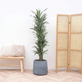 Dracaena Warneckei vertakt  - 180cm