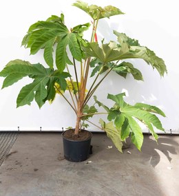Tetrapanax papyrifer 'Rex' - pot 20L