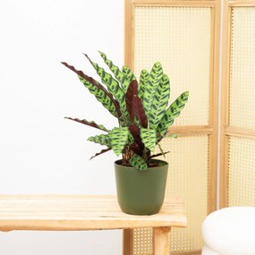 Calathea Insigne - 50cm