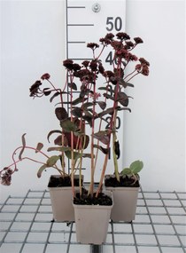 Sedum 'Purple Emperor' - pot 9x9 cm -
