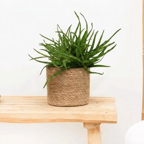 Aloe Spider - 20cm