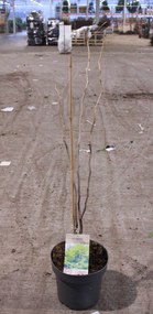 Gleditsia triacanthos 'Sunburst' - pot 12L - 100-125 cm