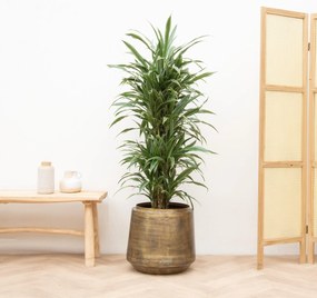 Dracaena Warneckei vertakt - 130cm
