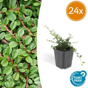 24x Cotoneaster pr.'Streib's Findling'-↕10-25cm - Ø9cm