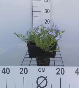 Phlox 'Emerald Cushion Blue' - pot 9x9 cm -