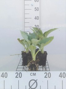 Hosta 'Big Daddy' - pot 9x9 cm -