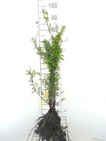 Rosa arvensis - blote wortel - 60-90 cm