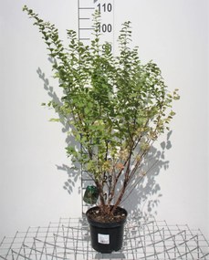 Symphoricarpos x chenaultii - pot - 50-60 cm