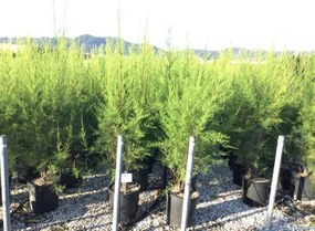 Tamarix tetrandra - pot 18L - 125-150 cm -