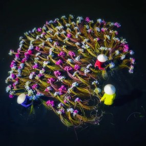 Foto Washing water lilies, Nguyen Tan Tuan