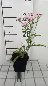 Achillea millefolium 'Wonderful Wampee' - pot 9x9 cm