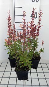Agastache 'Mango Tango' - pot 9x9 cm