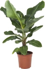 1 Musa oftewel Bananenplant - Kamerplant in Kwekers Pot 27 cm - Hoogte 80 cm